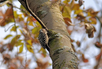 コゲラ20201211平塚（撮影　岡根武彦）