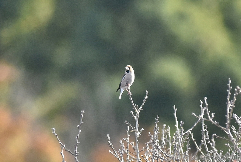 シメ20201218平塚（撮影　岡根武彦）.jpg