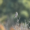 シメ20201218平塚（撮影　岡根武彦）