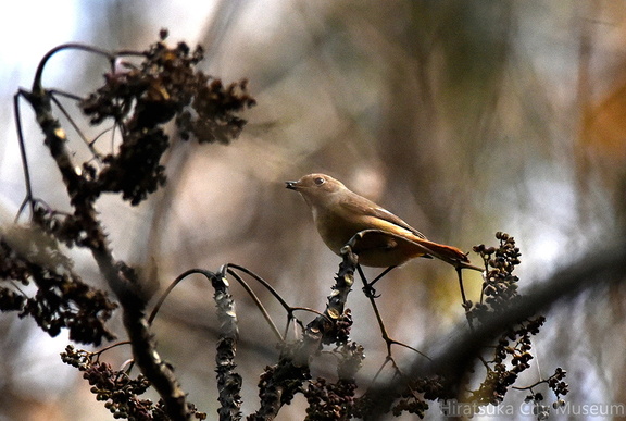 ジョウビタキ♀20201218平塚（撮影　岡根武彦）