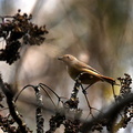 ジョウビタキ♀20201218平塚（撮影　岡根武彦）