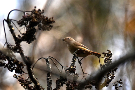 ジョウビタキ♀20201218平塚（撮影　岡根武彦）
