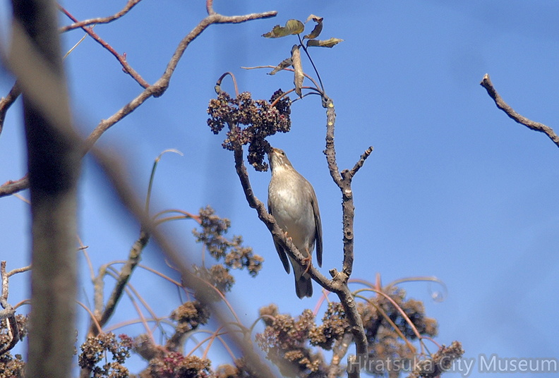 シロハラ20201220平塚（撮影　岡根武彦）.jpg