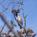 シロハラ20201220平塚（撮影　岡根武彦）