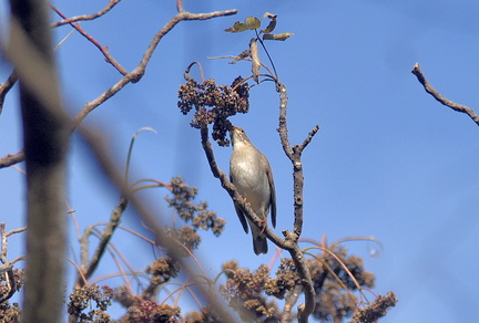 シロハラ20201220平塚（撮影　岡根武彦）