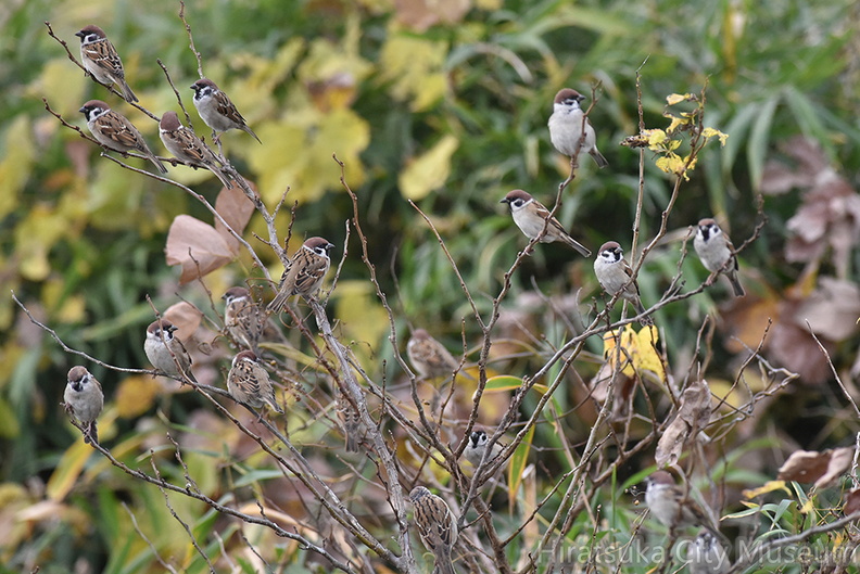 スズメ20201212平塚（撮影　岡根武彦）.jpg