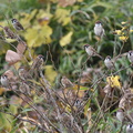 スズメ20201212平塚（撮影　岡根武彦）