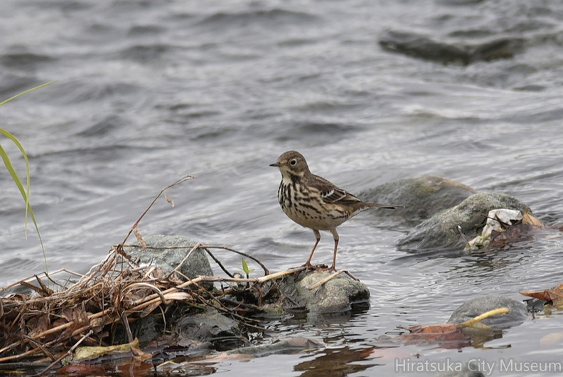 タヒバリ20201203平塚（撮影　岡根武彦）.jpg