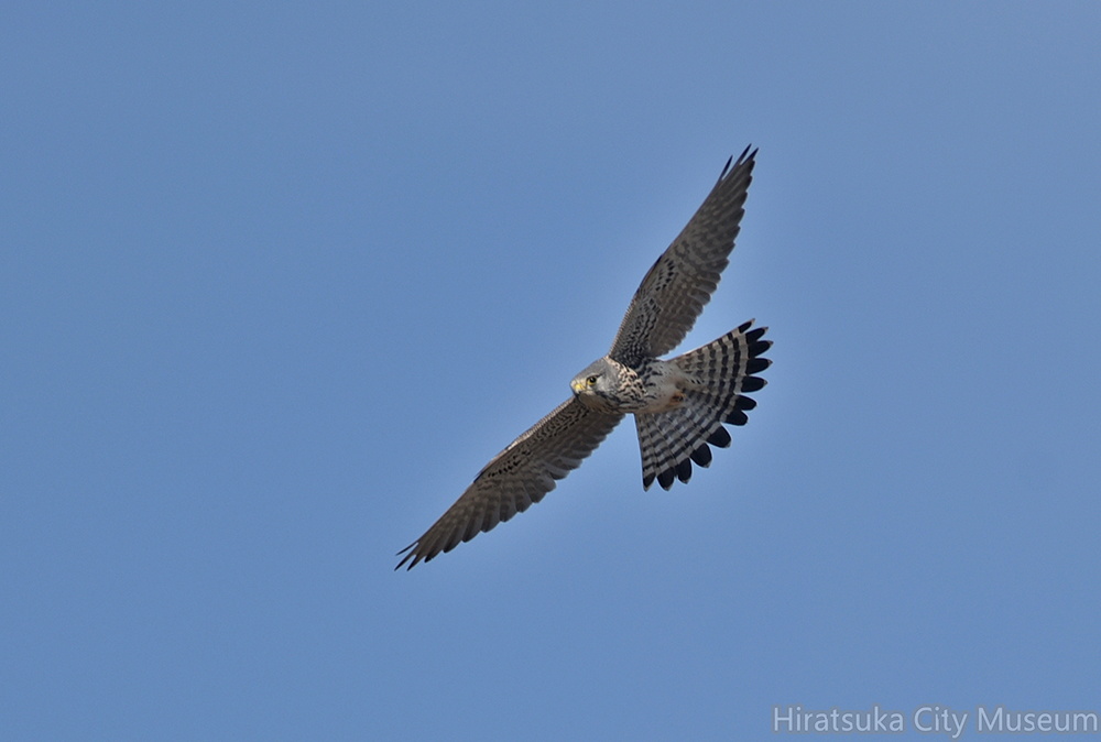 チョウゲンボウ♂20201210平塚（撮影　岡根武彦）