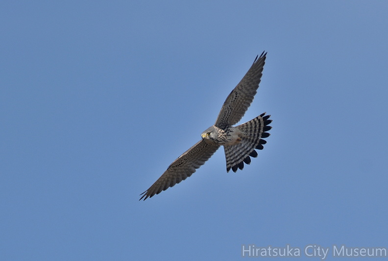 チョウゲンボウ♂20201210平塚（撮影　岡根武彦）.jpg