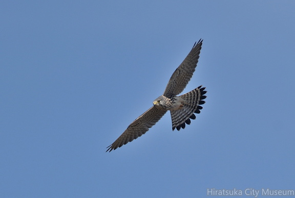 チョウゲンボウ♂20201210平塚（撮影　岡根武彦）