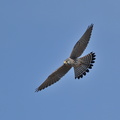 チョウゲンボウ♂20201210平塚（撮影　岡根武彦）