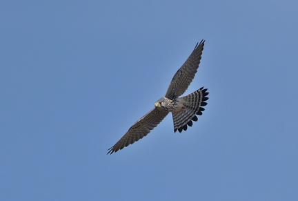 チョウゲンボウ♂20201210平塚（撮影　岡根武彦）