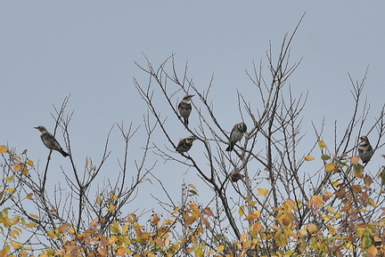 ツグミ20201126平塚（撮影　岡根武彦）