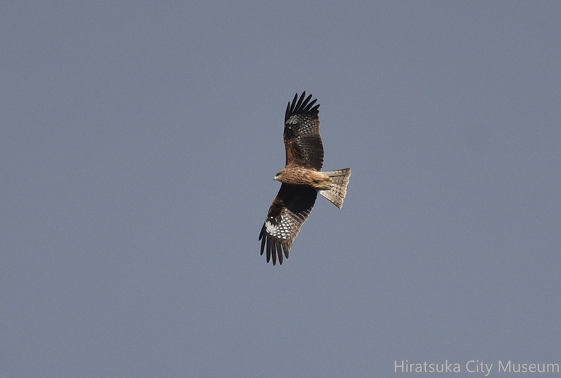 トビ20201216平塚（撮影　岡根武彦）.jpg