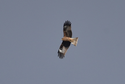 トビ20201216平塚（撮影　岡根武彦）