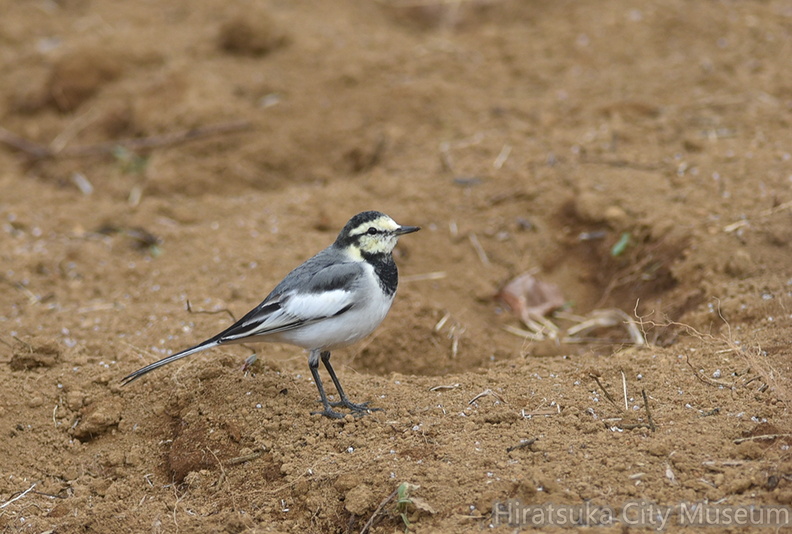ハクセキレイ20201126平塚（撮影　岡根武彦）.jpg