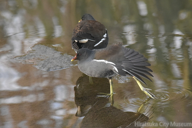 バン20201212平塚（撮影　岡根武彦）.jpg