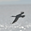 ヒメウ20201206照ヶ崎（撮影　岡根武彦）