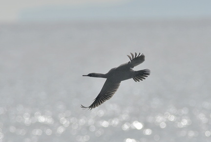 ヒメウ20201206照ヶ崎（撮影　岡根武彦）