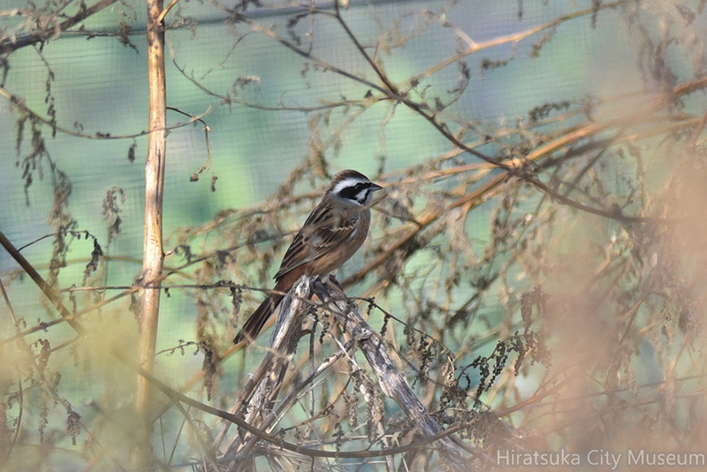 ホオジロ♂20201220平塚（撮影　岡根武彦）.jpg