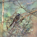 ホオジロ♂20201220平塚（撮影　岡根武彦）