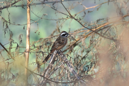 ホオジロ♂20201220平塚（撮影　岡根武彦）