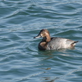 ホシハジロ♀20201201柳島（撮影　岡根武彦）