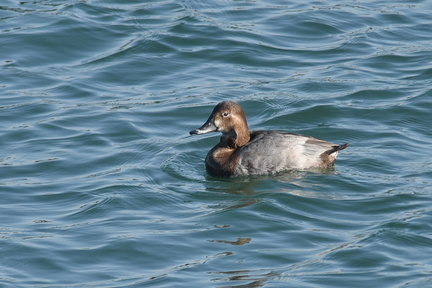 ホシハジロ♀20201201柳島（撮影　岡根武彦）