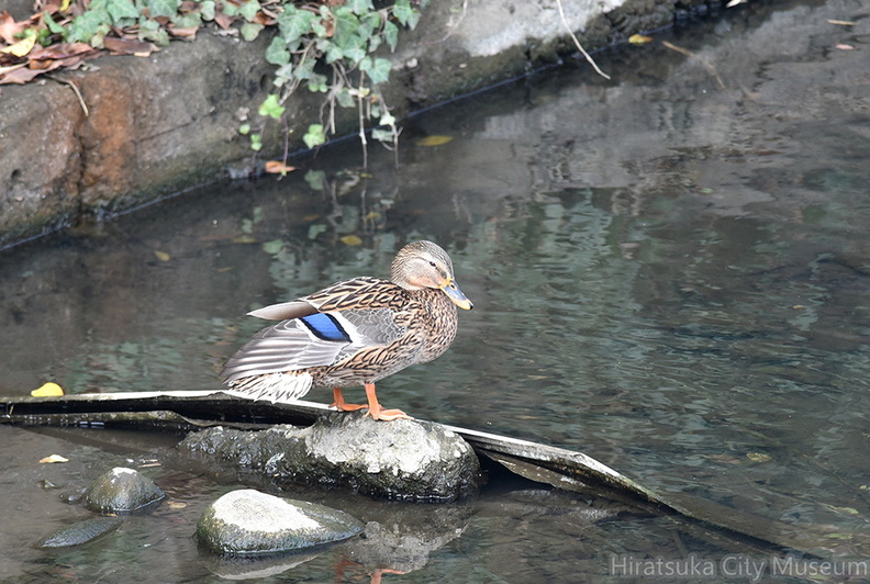 マガモ♀20201206照ヶ崎（撮影　岡根武彦）.jpg