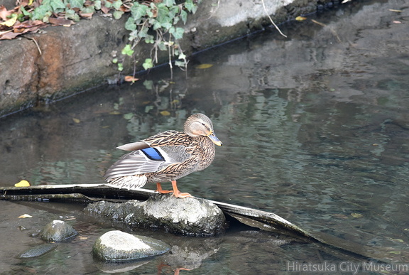 マガモ♀20201206照ヶ崎（撮影　岡根武彦）