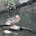 マガモ♀20201206照ヶ崎（撮影　岡根武彦）
