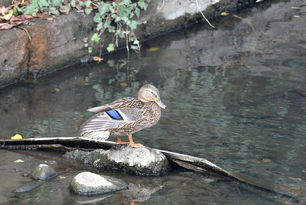 マガモ♀20201206照ヶ崎（撮影　岡根武彦）