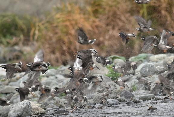 ムクドリ水浴び20201213平塚（撮影　岡根武彦）