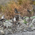 ムクドリ水浴び20201213平塚（撮影　岡根武彦）