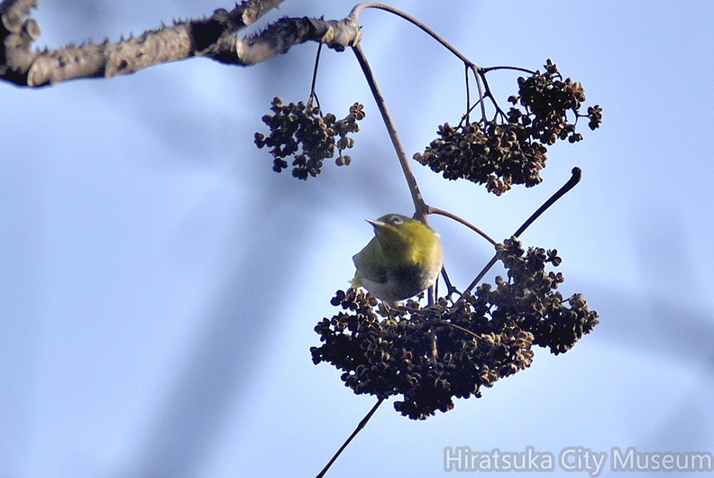 メジロ20201218平塚（撮影　岡根武彦）.jpg