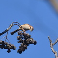 モズ♀20201223平塚（撮影　岡根武彦）