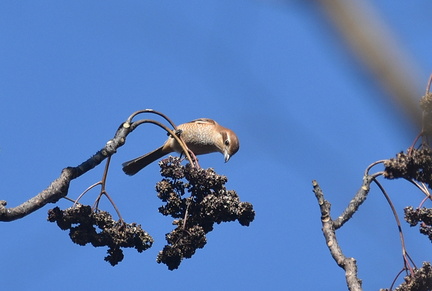 モズ♀20201223平塚（撮影　岡根武彦）