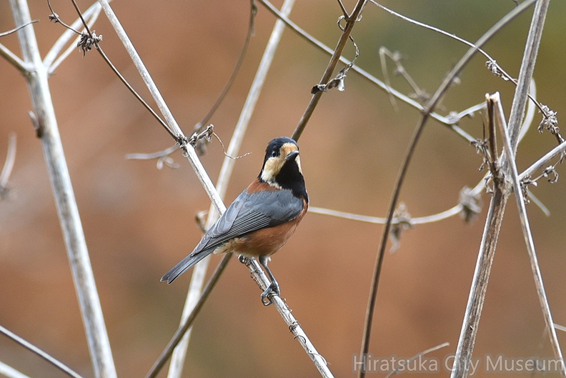 ヤマガラ20201213平塚（撮影　岡根武彦）.jpg