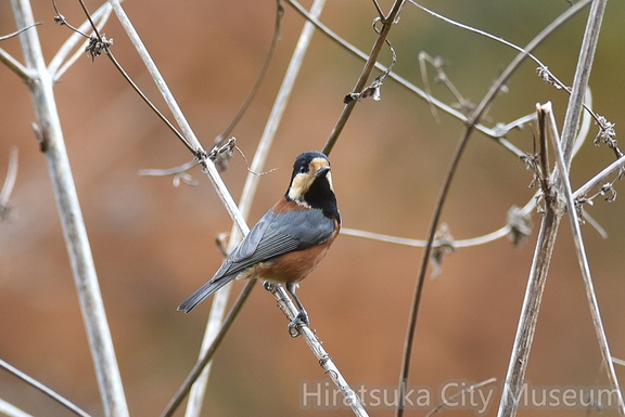 ヤマガラ20201213平塚（撮影　岡根武彦）