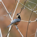 ヤマガラ20201213平塚（撮影　岡根武彦）