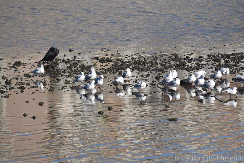 ユリカモメ20201217照ヶ崎（撮影　岡根武彦）.jpg