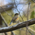 ルリビタキ♂若鳥20201204平塚（撮影　岡根武彦）