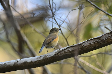 ルリビタキ♂若鳥20201204平塚（撮影　岡根武彦）