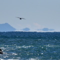 浮島20201217照ヶ崎（撮影　岡根武彦）