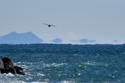 浮島20201217照ヶ崎（撮影　岡根武彦）
