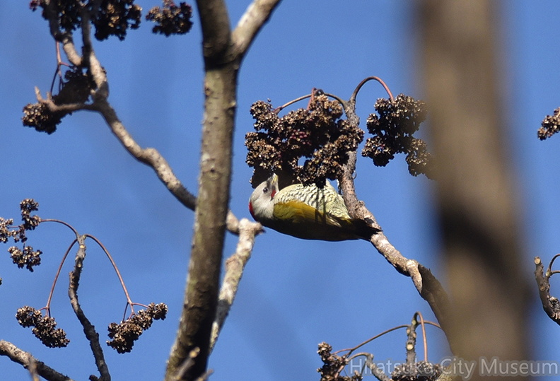 アオゲラ♂20201220平塚（撮影　岡根武彦）.jpg