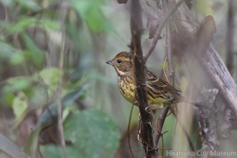 アオジ♀20201203平塚（撮影　岡根武彦）.jpg