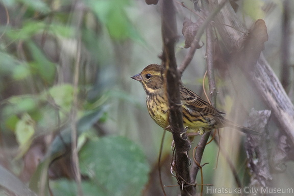 アオジ♀20201203平塚（撮影　岡根武彦）
