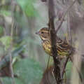 アオジ♀20201203平塚（撮影　岡根武彦）